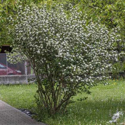 Aronie - Černý jeřáb - Aronia melanocarpa - prodej semen - 7 ks