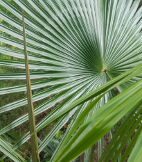 Trachykarpus žíněný - Trachycarpus fortunei x princeps - prodej semen - 3 ks