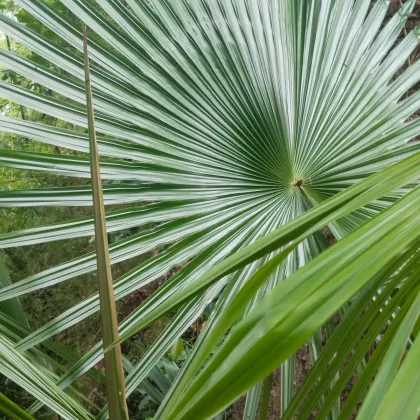 Trachykarpus žíněný - Trachycarpus fortunei x princeps - prodej semen - 3 ks