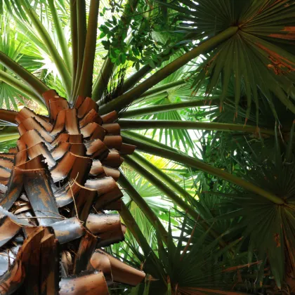 Trachykarpus žíněný - Trachycarpus fortunei x princeps - prodej semen - 3 ks