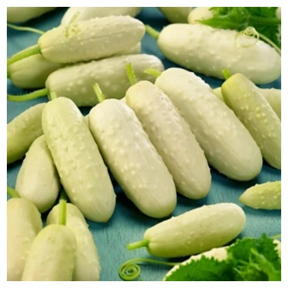 BIO okurka polní White Wonder - Cucumis sativus - prodej bio semen - 10 ks
