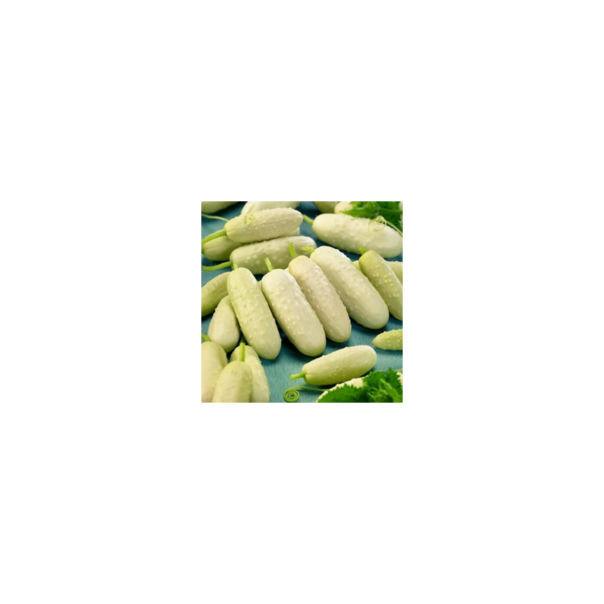 BIO okurka polní White Wonder - Cucumis sativus - prodej bio semen - 10 ks