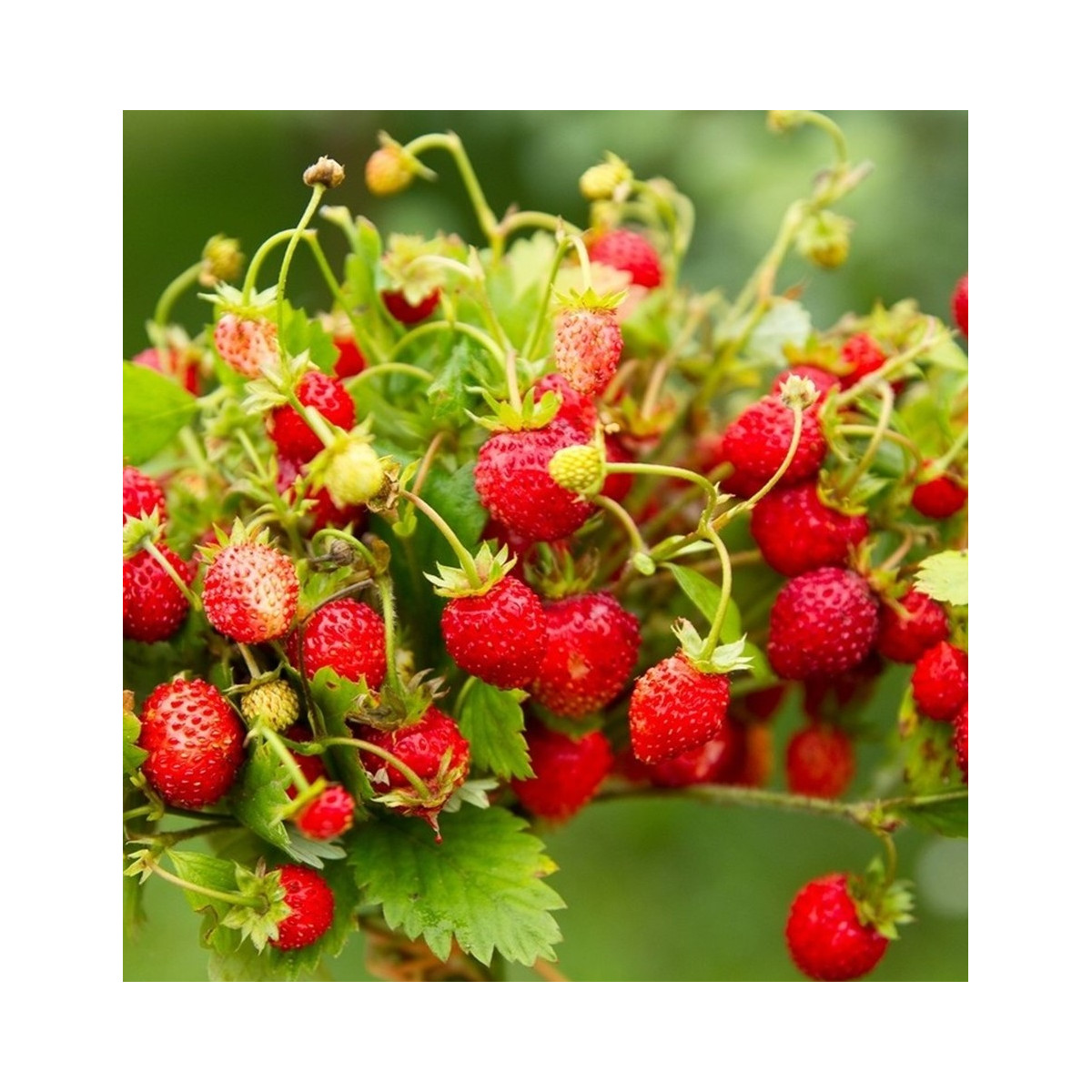 BIO jahodník stáleplodící Reine des Vallées - Fragaria ananassa - prodej semen - 10 ks