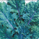 Kedluben červený ruský - Brassica oleracea - prodej semen - 0,5 gr