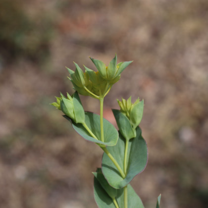 Prorostlík okrouhlolistý - Bupleurum rotundifolium B. griffithii - prodej semen - 60 ks
