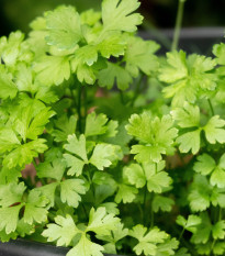BIO Petržel Einfache Schnitt - Petroselinum Crispum - prodej bio semen - 200 ks