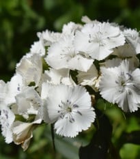BIO Hvozdík bradatý Sweet William - Dianthus barbatus - prodej bio semen - 50 ks