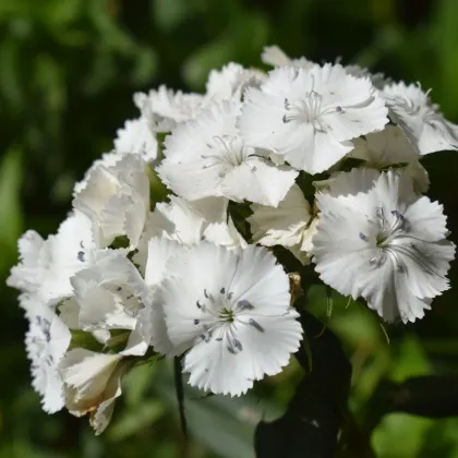 BIO Hvozdík bradatý Sweet William - Dianthus barbatus - prodej bio semen - 50 ks