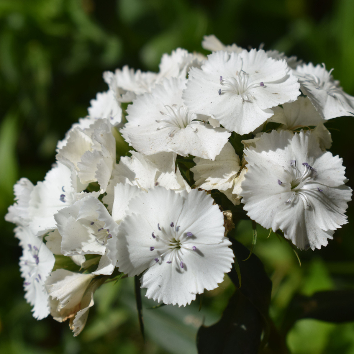 BIO Hvozdík bradatý Sweet William - Dianthus barbatus - prodej bio semen - 50 ks