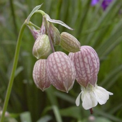 Silenka nadmutá - Silene vulgaris - prodej semen - 150 ks