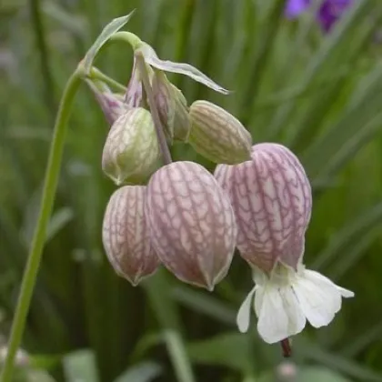 Silenka nadmutá - Silene vulgaris - prodej semen - 150 ks