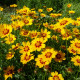 BIO Krásnoočko barevné - Coreopsis tinctoria - prodej semen - 50 ks