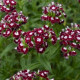 BIO Hvozdík bradatý Sweet William Chris - Dianthus barbatus - prodej bio semen - 50 ks