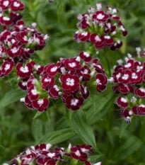 BIO Hvozdík bradatý Sweet William Chris - Dianthus barbatus - prodej bio semen - 50 ks