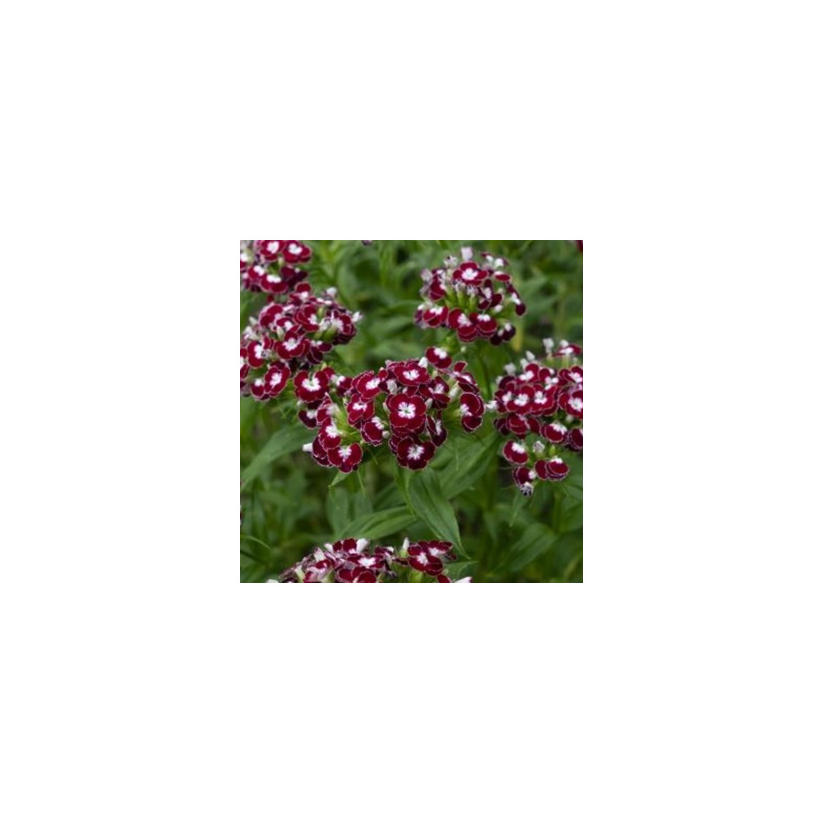 BIO Hvozdík bradatý Sweet William Chris - Dianthus barbatus - prodej bio semen - 50 ks