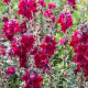 BIO Hledík větší Black Prince - Antirrhinum majus - prodej bio semen - 120 ks