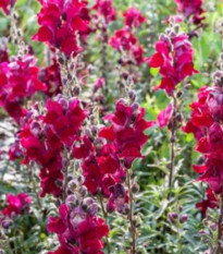BIO Hledík větší Black Prince - Antirrhinum majus - prodej bio semen - 120 ks
