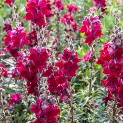 BIO Hledík větší Black Prince - Antirrhinum majus - prodej bio semen - 120 ks