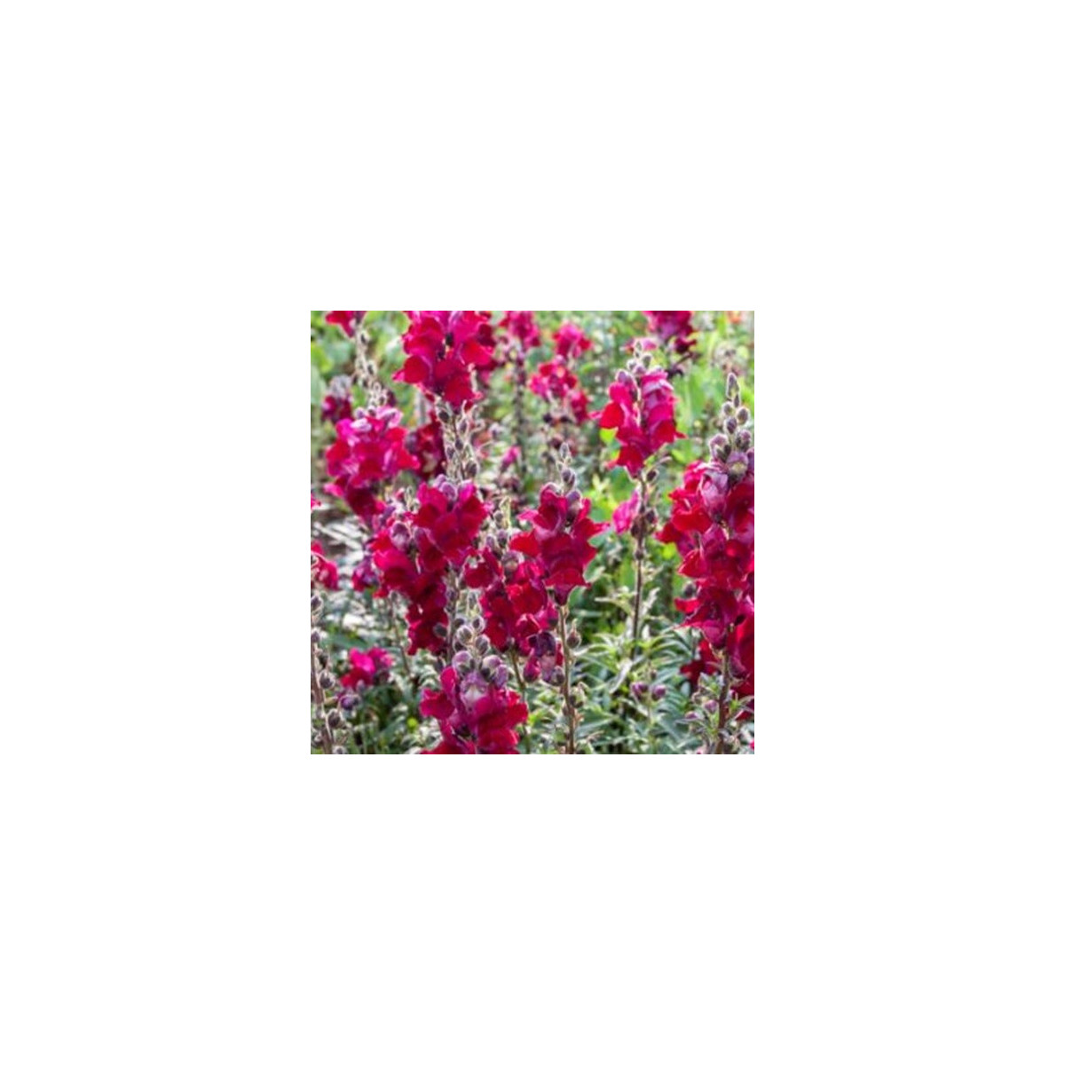 BIO Hledík větší Black Prince - Antirrhinum majus - prodej bio semen - 20 ks