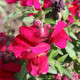 BIO Hledík větší Black Prince - Antirrhinum majus - prodej bio semen - 120 ks