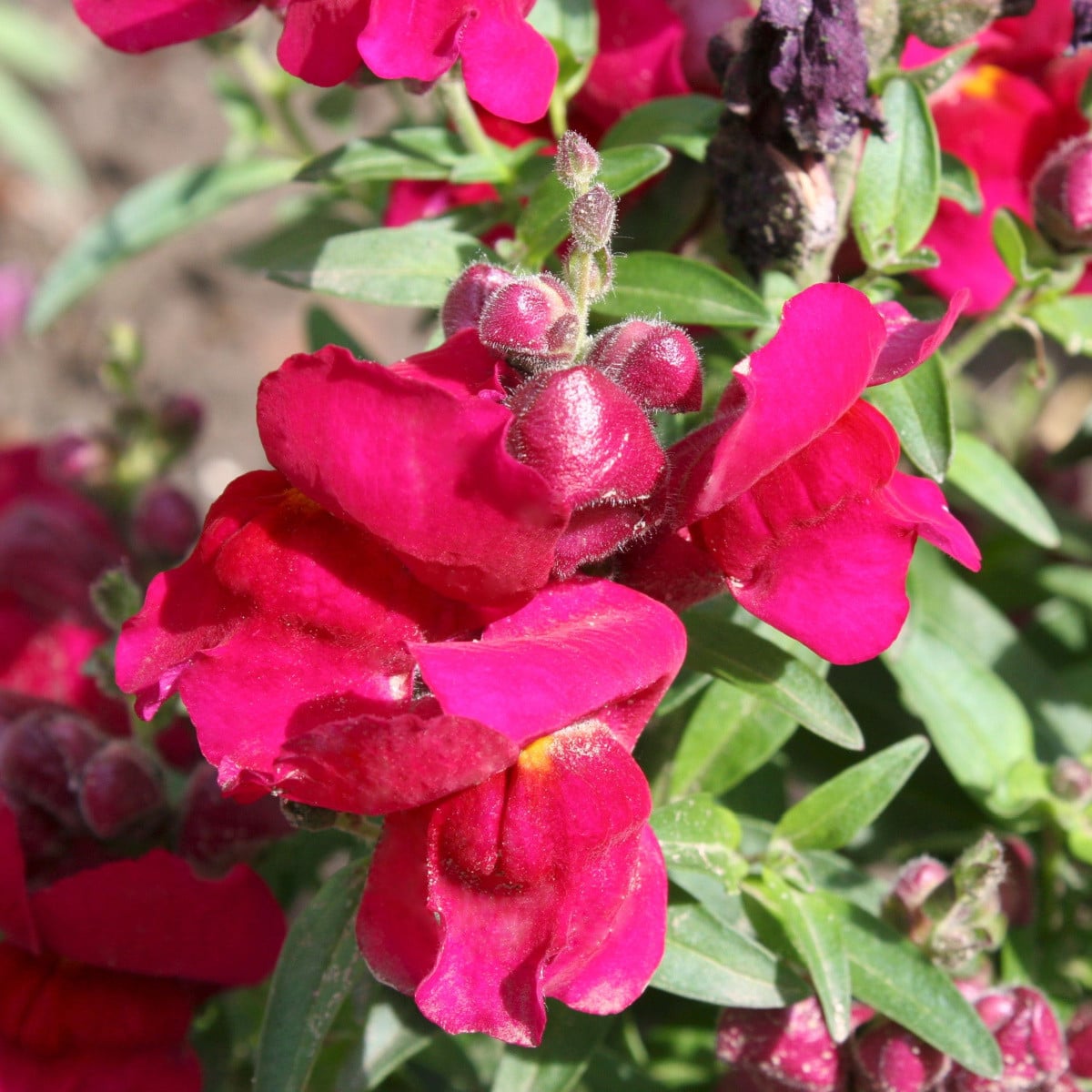 BIO Hledík větší Black Prince - Antirrhinum majus - prodej bio semen - 120 ks