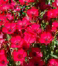 BIO Len velkokvětý červený - Linum grandiflorum - prodej bio semen - 120 ks