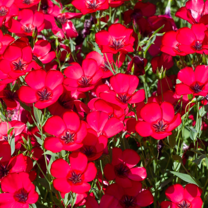 BIO Len velkokvětý červený - Linum grandiflorum - prodej bio semen - 120 ks