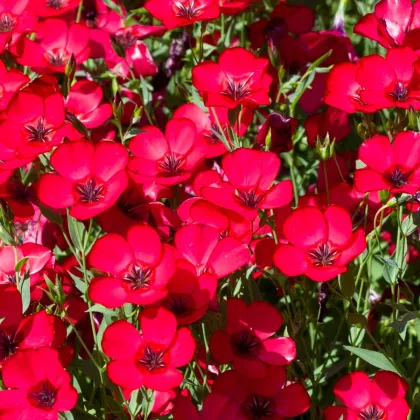 BIO Len velkokvětý červený - Linum grandiflorum - prodej bio semen - 120 ks