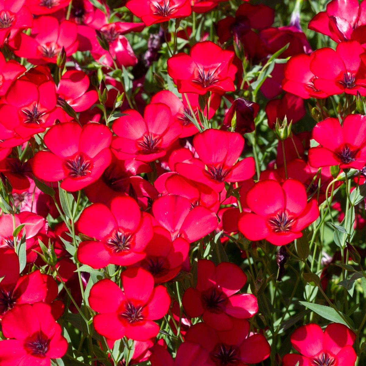 BIO Len velkokvětý červený - Linum grandiflorum - prodej bio semen - 120 ks