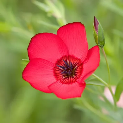 BIO Len velkokvětý červený - Linum grandiflorum - prodej bio semen - 120 ks
