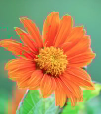 BIO Titónie okrouhlolistá - Tithonia rotundifolia - prodej bio semen - 50 ks