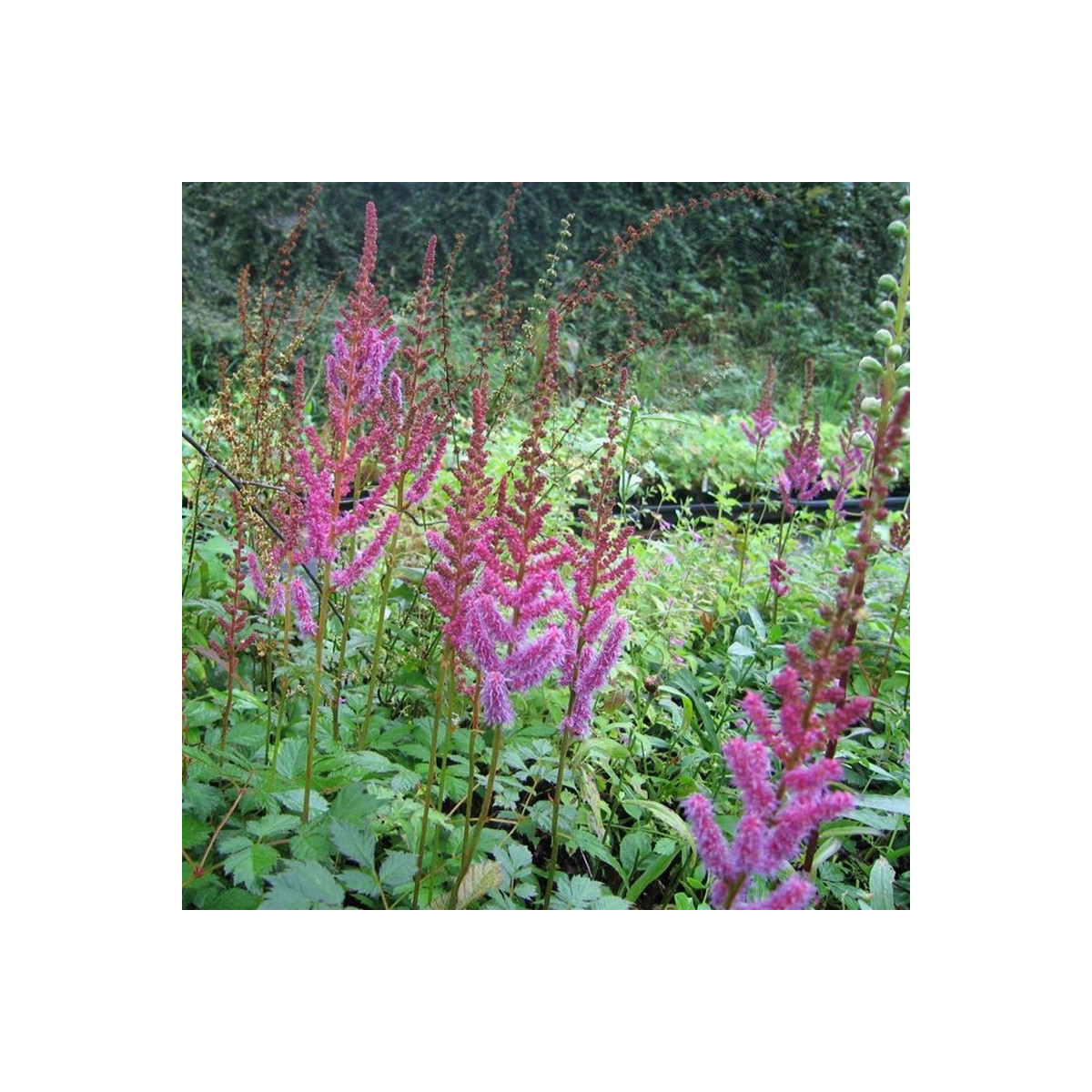 Čechrava čínská fialová - Astilbe chinensis - prodej semen - 10 ks