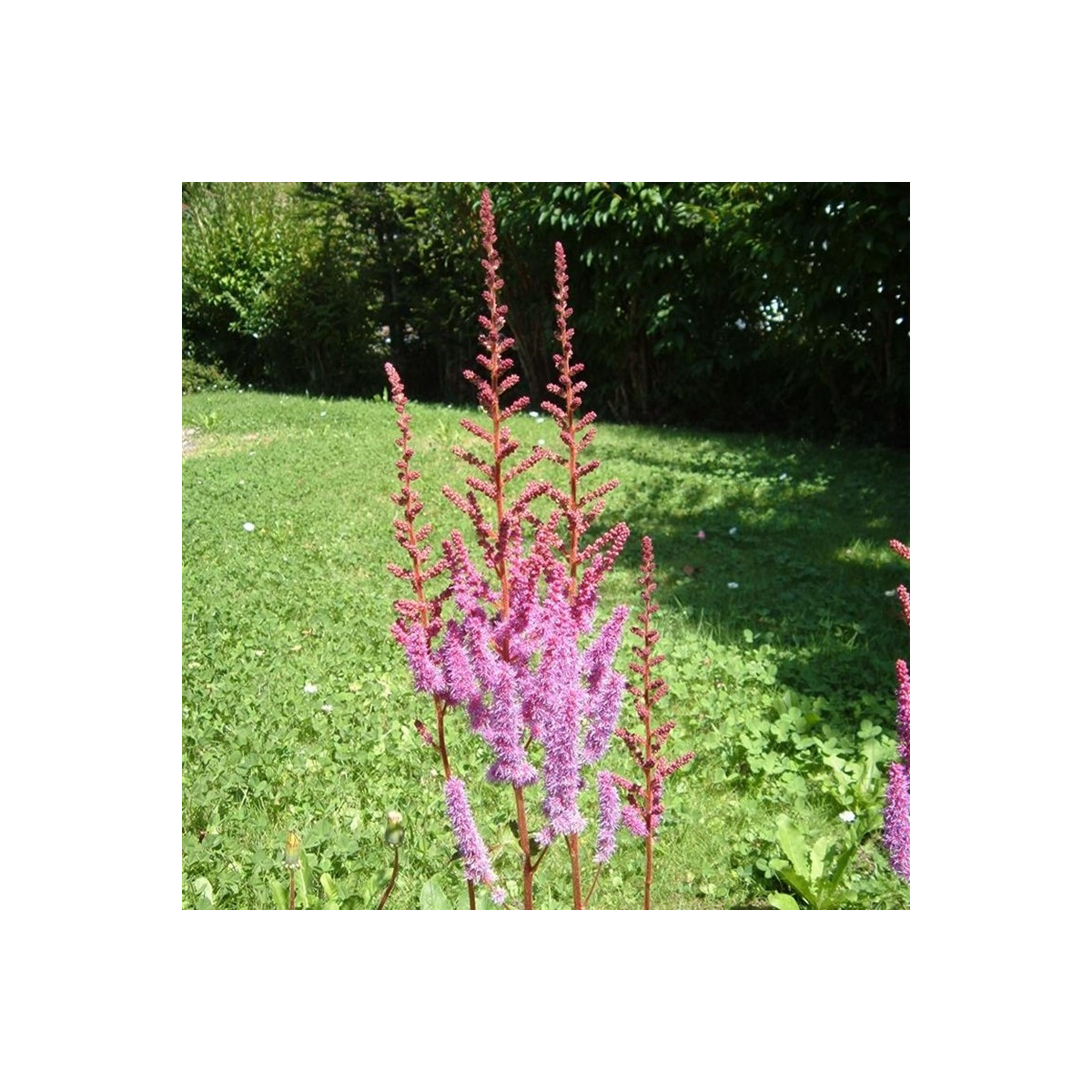 Čechrava čínská fialová - Astilbe chinensis - prodej semen - 10 ks
