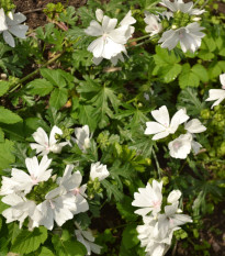 Sléz pižmový bílý - Malva moschata alba - prodej semen - 50 ks