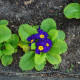 Prvosenka Inara F1 Late Blue - Primula elatior - prodej semen - 20 ks