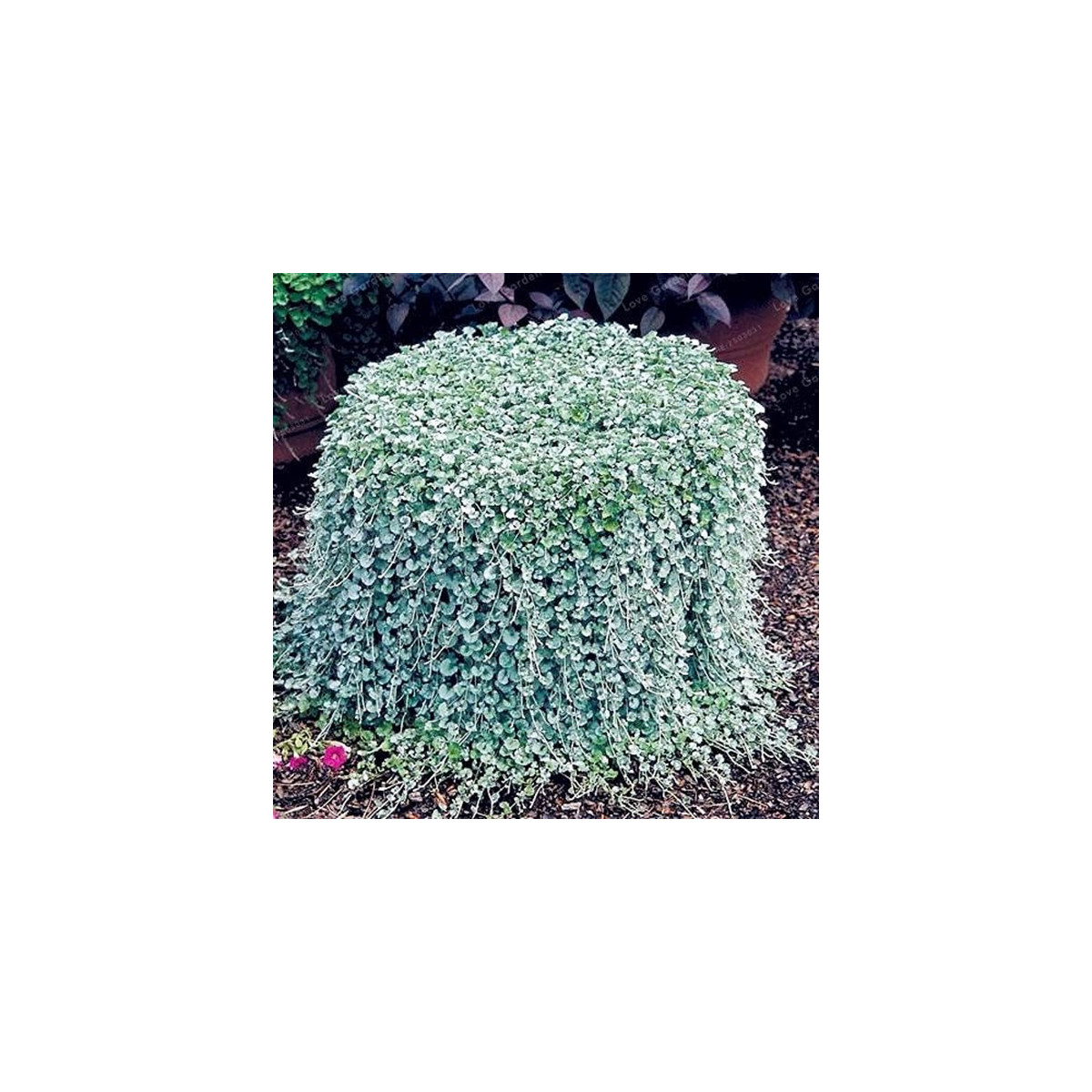 Stříbrný déšť Silver Falls - Dichondra emerals - prodej semen - 6 ks