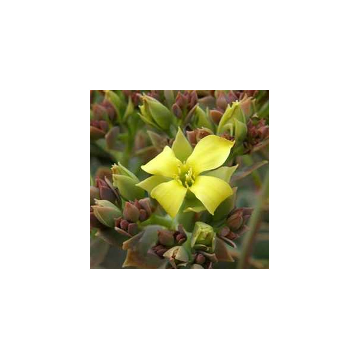 Kolopejka grandiflora - Kalanchoe - prodej semen - 20 ks