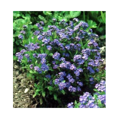 Pomněnka alpinská zakrslá - Myosotis alpestris - prodej semen - 700 ks