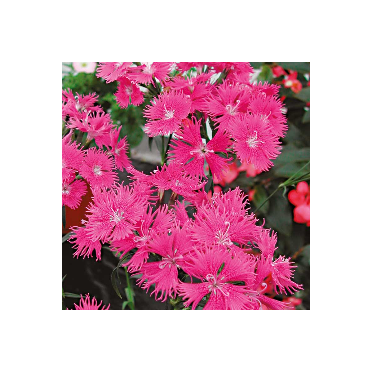 Hvozdík bradatý Bouquet Purple F1 - Dianthus barbatus - prodej semen - 20 ks