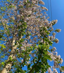 Paulovnie protáhlá - Paulownia elongata - prodej semen - 15 ks
