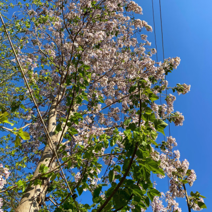 Paulovnie protáhlá - Paulownia elongata - prodej semen - 15 ks