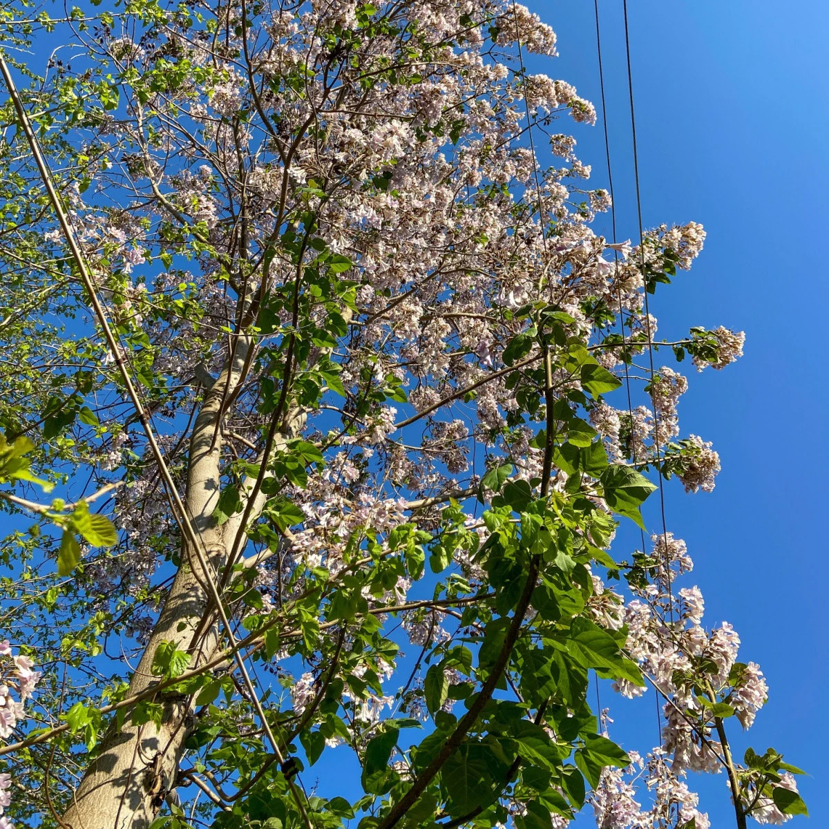 Paulovnie protáhlá - Paulownia elongata - prodej semen - 15 ks