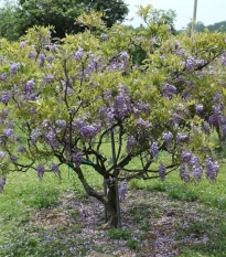 Vistárie čínská - Wisteria sinensis - prodej semen - 2 ks