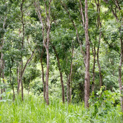 Mahagon - Swietenia mahagoni - prodej semen - 15 ks
