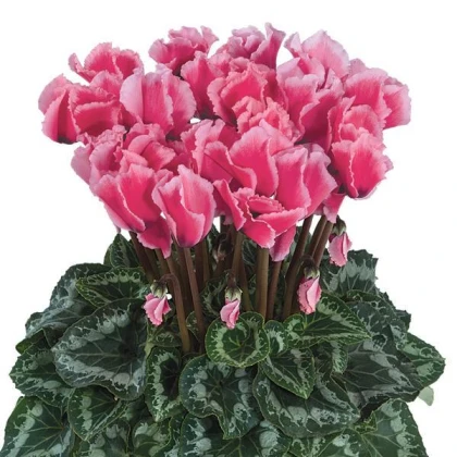 Brambořík perský Halios Curly Rose F1 - Cyclamen persicum - semena bramboříku - 6 ks