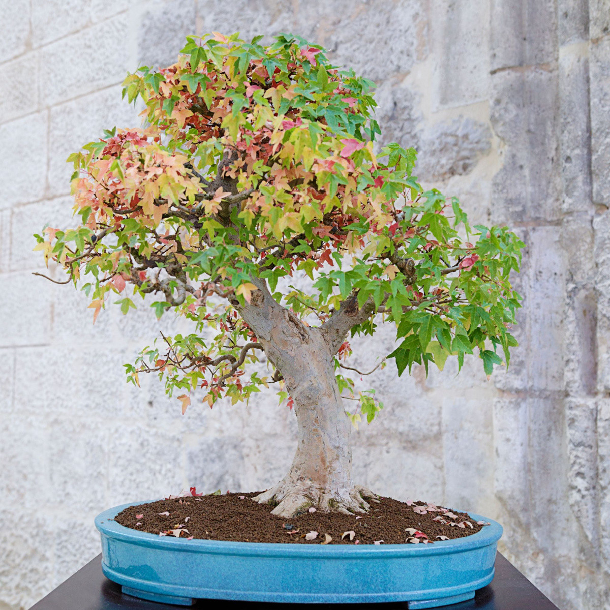 Javor Bürgerův - Acer buergerianum - prodej semen - 5 ks