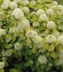 Tavola kalinolistá - Physocarpus opulifolius - prodej semen - 8 ks