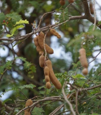 Tamarind indický - Tamarindus indica - prodej semen - 5 ks