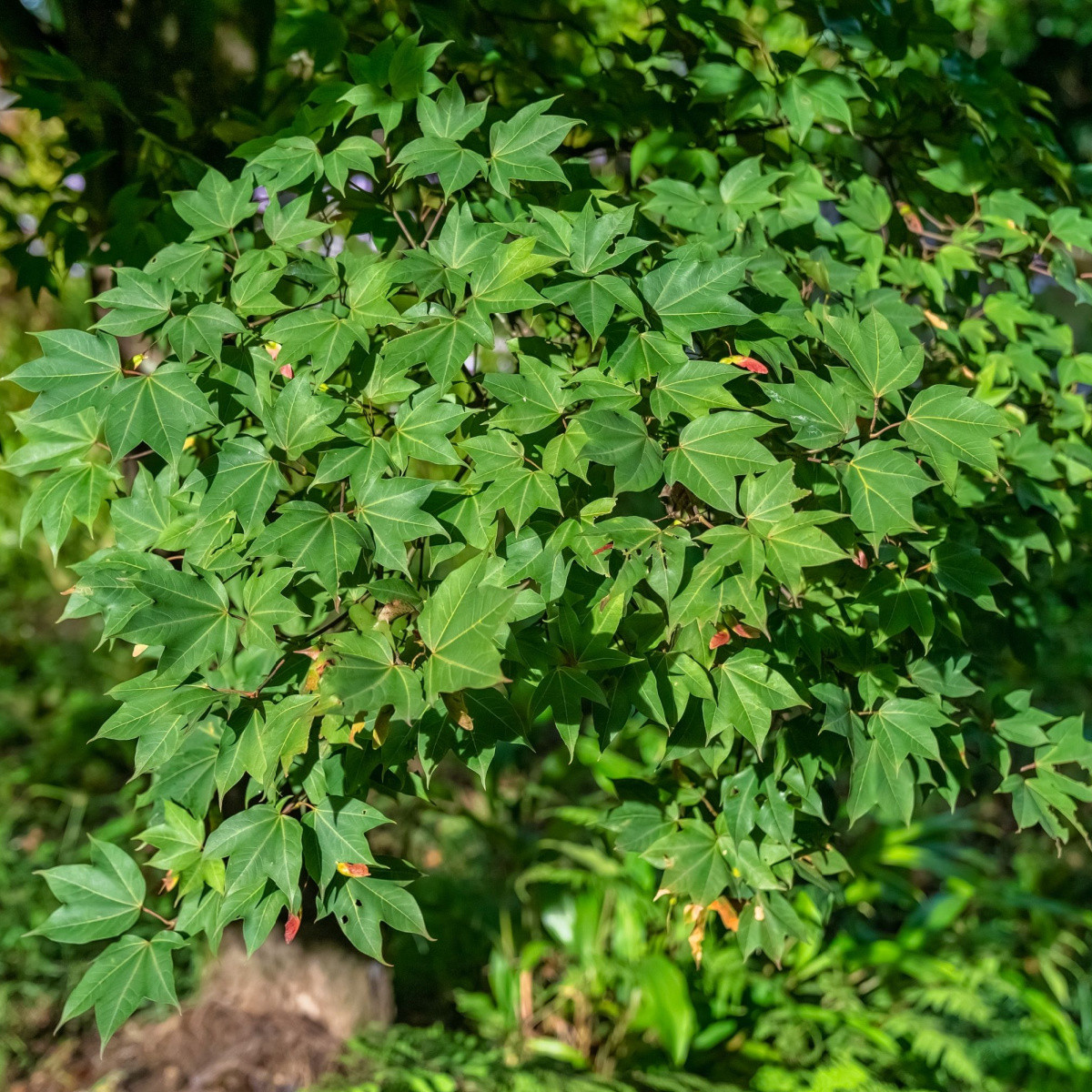 Ambroň západní -  Liquidambar formosana - prodej semen - 10 ks
