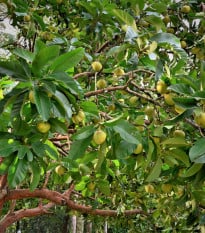 Dilenie indická - Dillenia indica - prodej semen - 12 ks